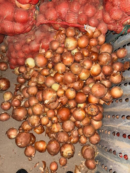Лук репчатый свежий на складе