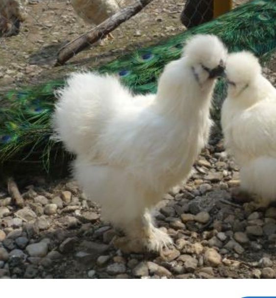 Schimb 2 cocoși mătase japoneză