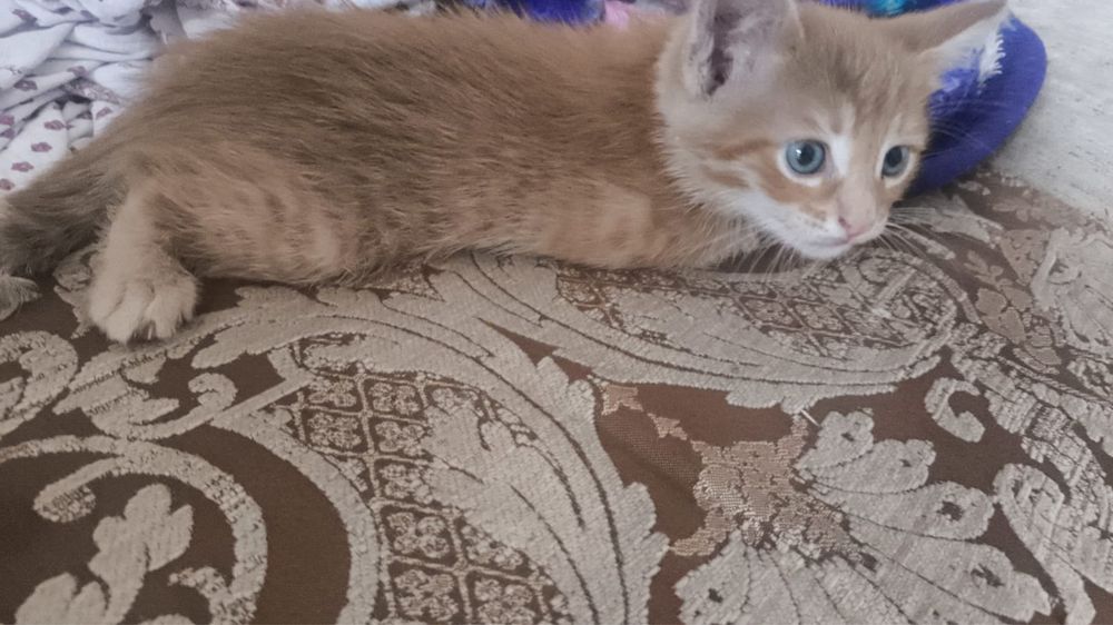 Отдам котят 2 мальчика 2 девочки