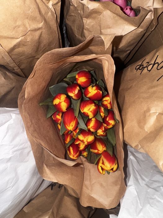 Тюльпаны Средний и крупный Опт