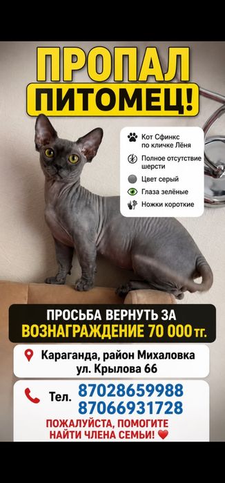 Ищу любимца семьи.