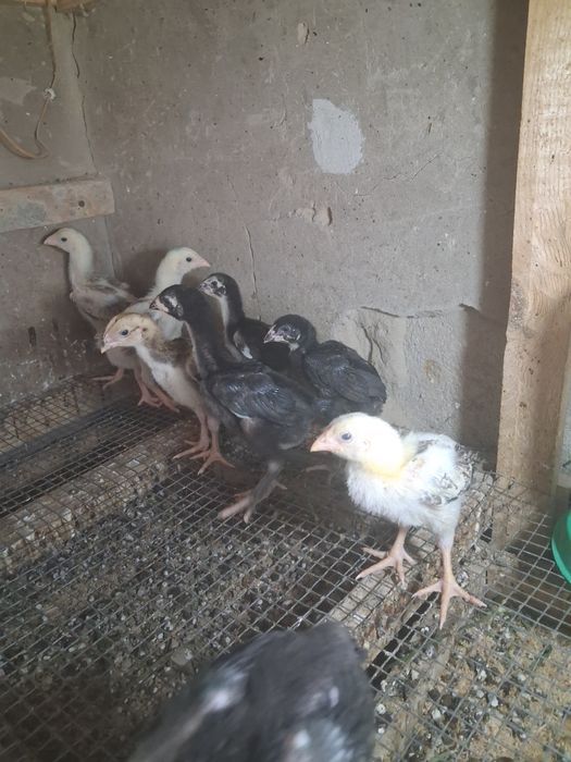 цыплятта дакан продам