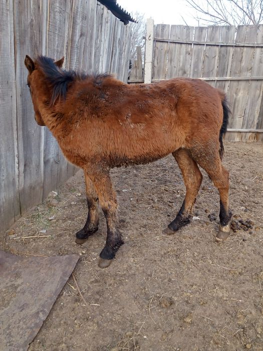 Продам жеребенка