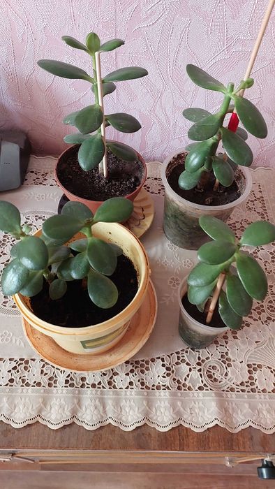 Продам комнатные цветы. Денежное дерево.