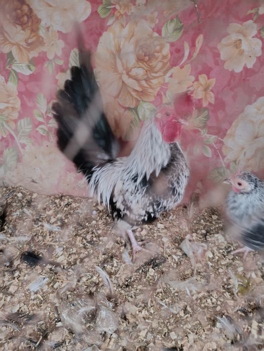 Бентамка молодогопетушка