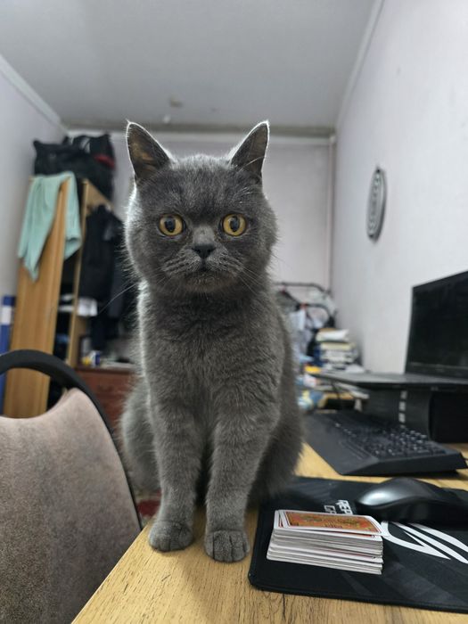 Продаётся кошка British Shorthair
