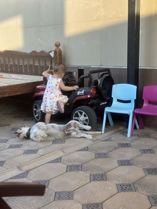 Лабрадор Ретривер Метис