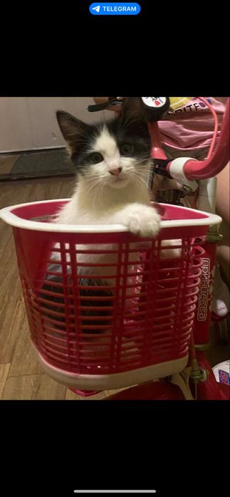 Котенок мальчик ходит в лоток