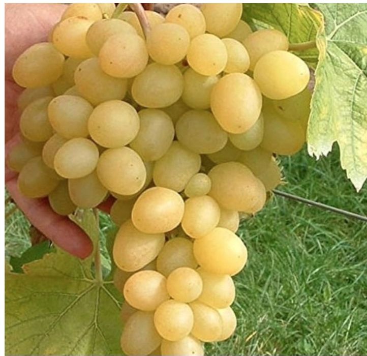 Butasi vita de vie hibrid anul 2 si 3