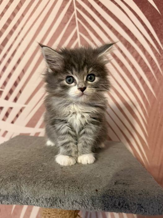 Отдам котят в добрые руки