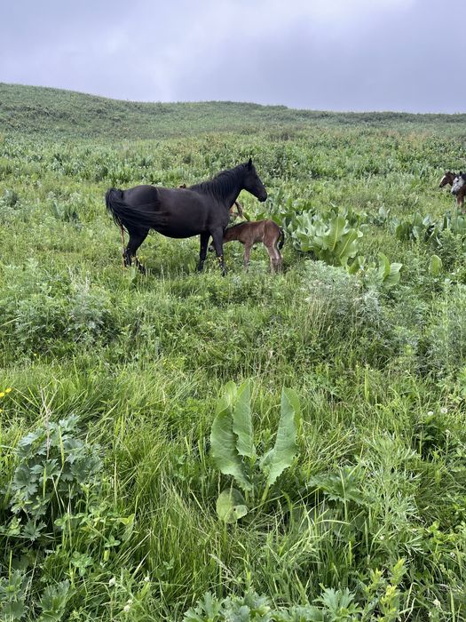 Продам  косяк лошодей  разных