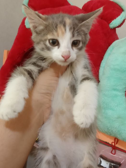 100 mingdan muwukchalar