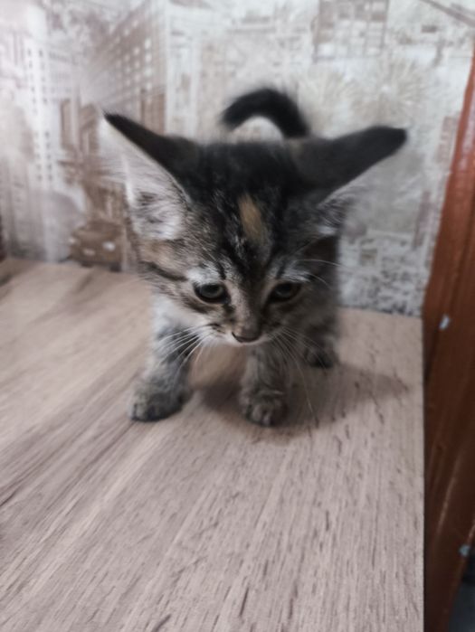Отдам котят в добрые руки