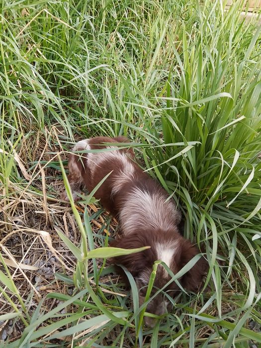 Охотничий собака