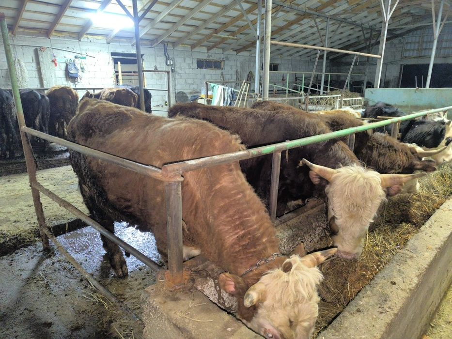 Букалар сатылады