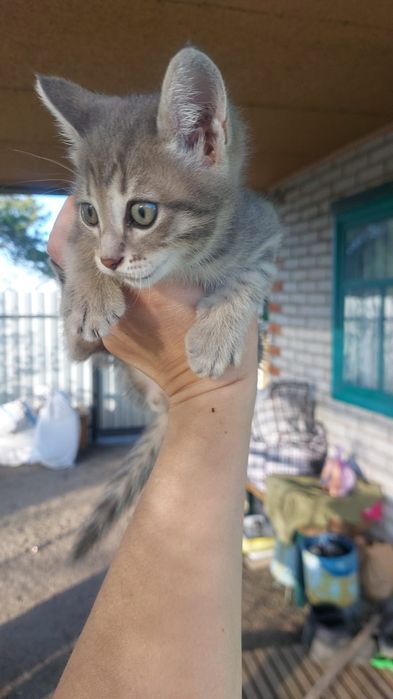 Отдам котёнка в добрые руки