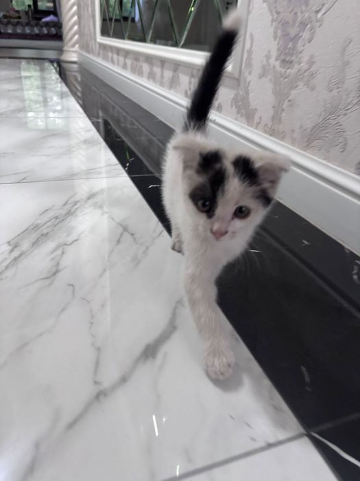 Кошка продаётся домашний