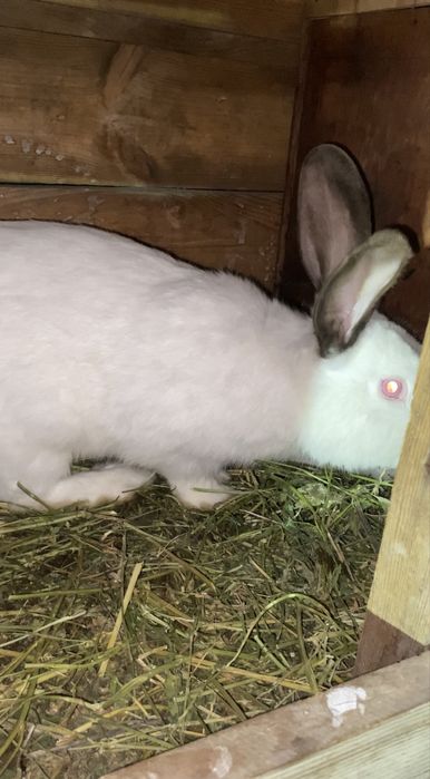 Кролик самец рабочий