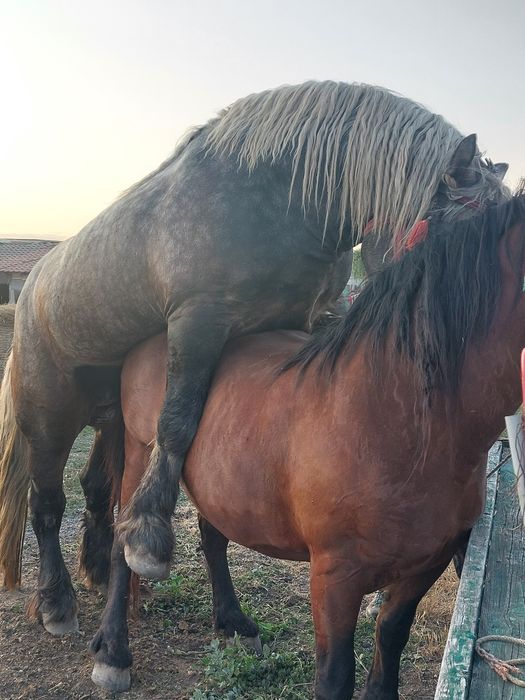 Armăsar sur de montă.armăsaru este cu genetică bună!