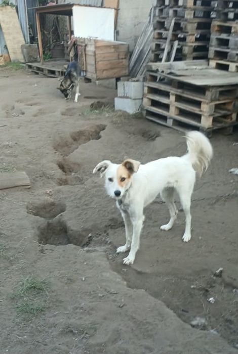 Отдам собак в добрые руки