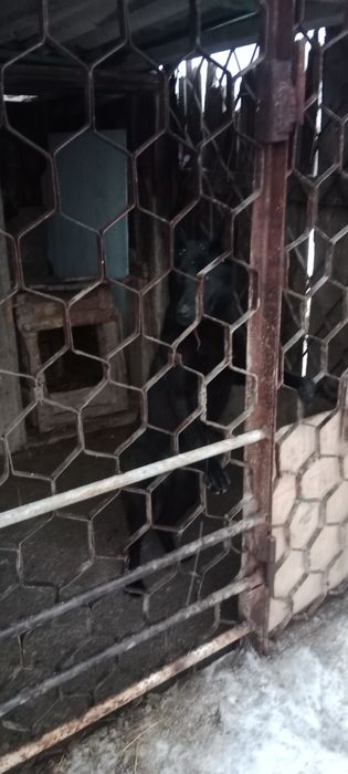 Продам щенка.Белгискую овчарка.