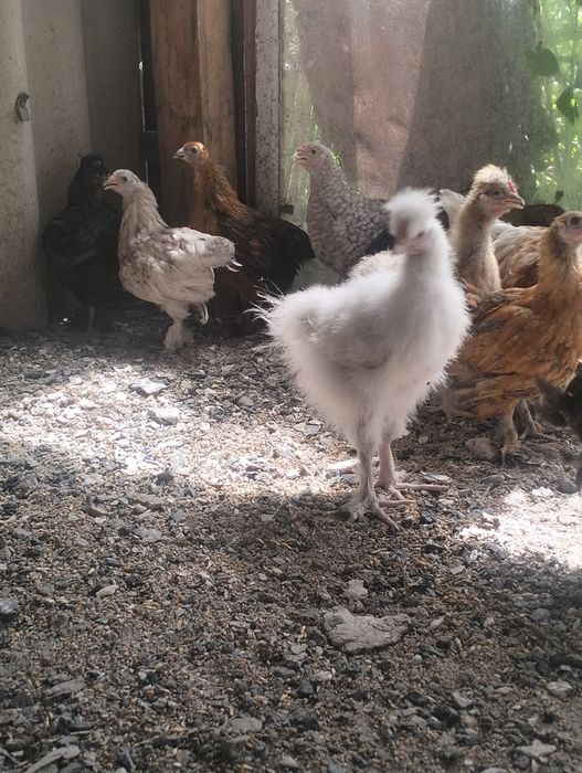 Продам цеплятттт