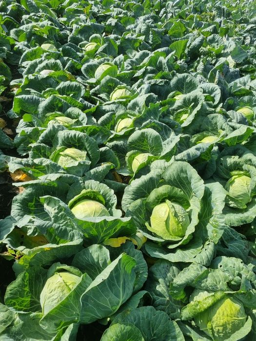 Varza Soiul Landini F1 ‼️Angro‼️