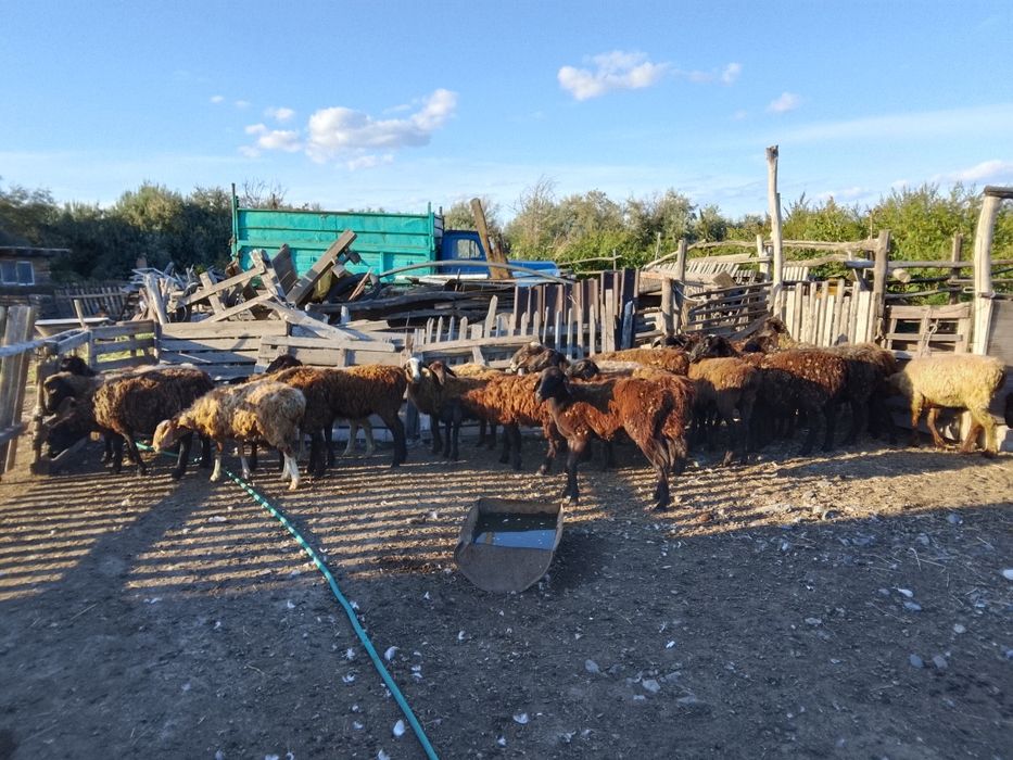 Продам бараны овцы