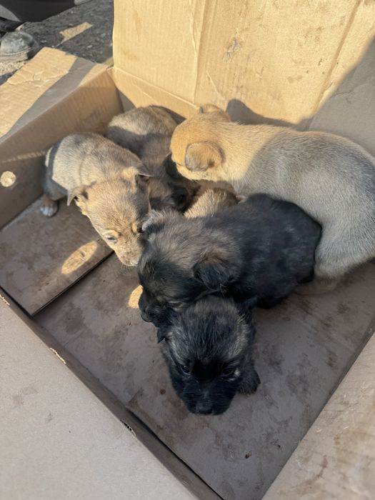 Щенята в хорошие руки ДАРОМ