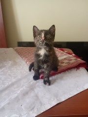 Отдам в добрые руки девочка