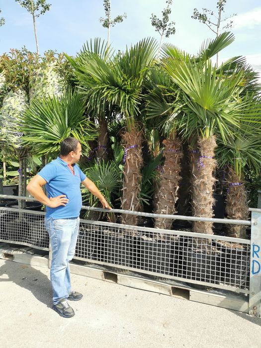 Vând palmier rezistent la frig