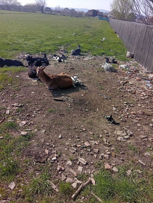 vând capre bune de lapte