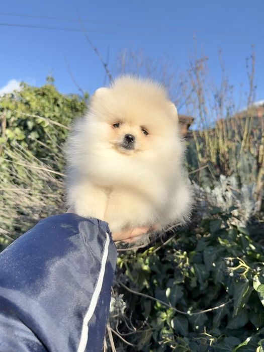 Померан мини момче. Померанче