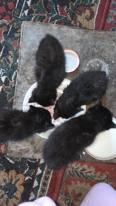 Отдам котят в добрые руки