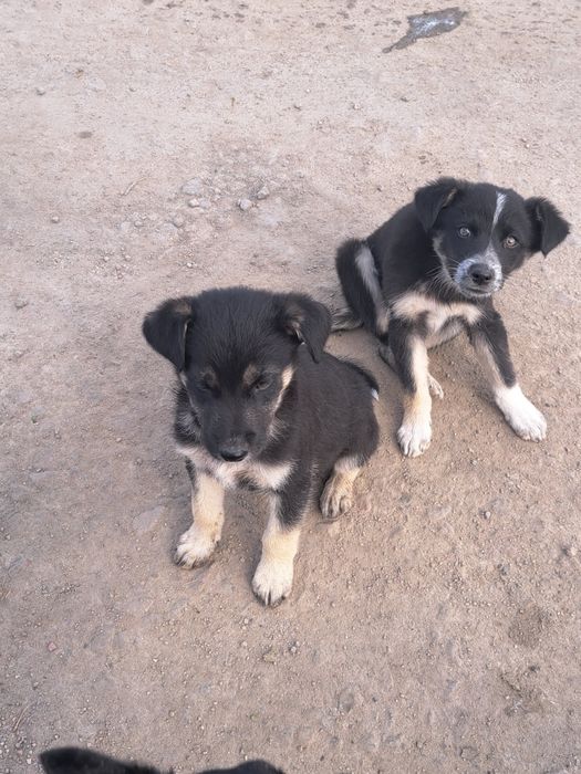 Щенки ищут дом !!