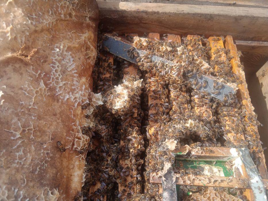 Асалари оиласи сотилади