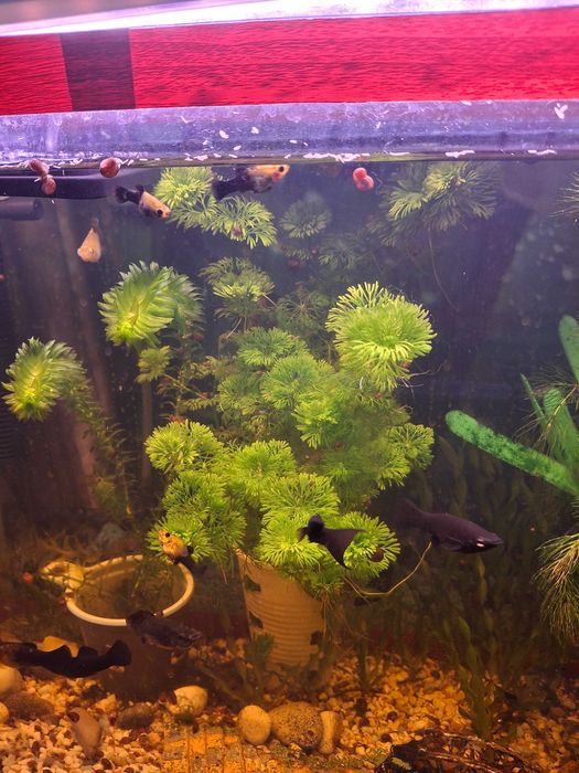 Продаю аквариумных рыбок и водоросли