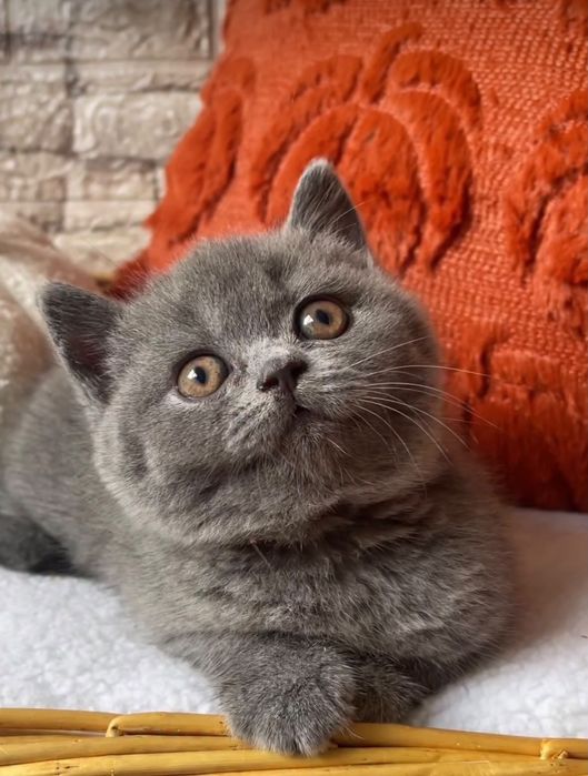 British Shorthair Blue