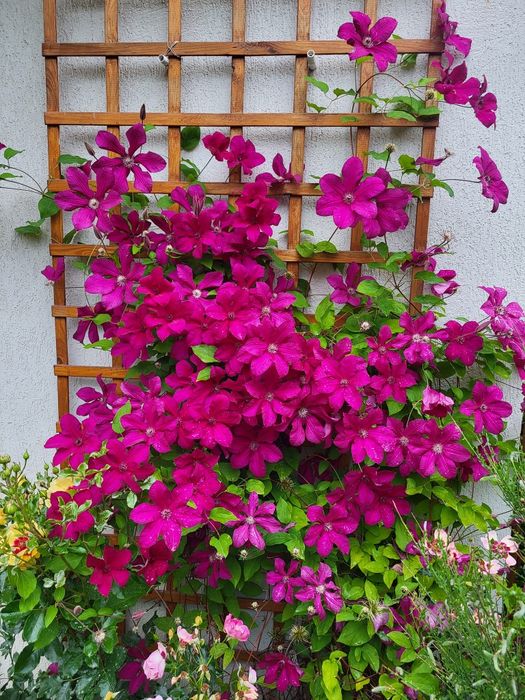 Clematis (Diferite Culori )