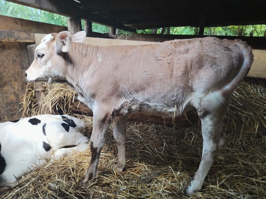 Vând Taurus și vițică