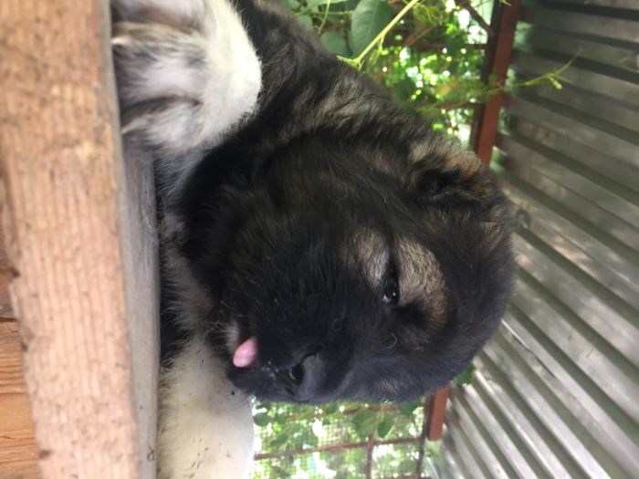 кавказская овчарка щенки