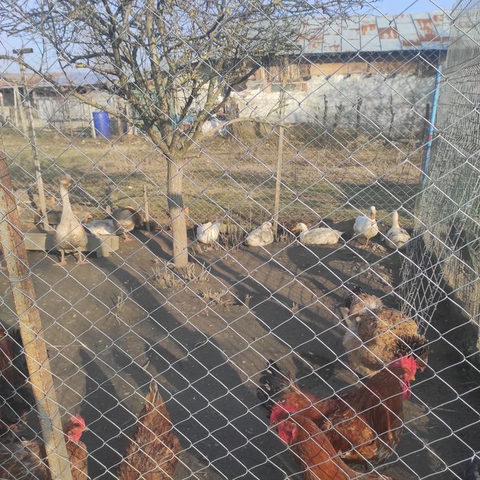 Vând rate  românești