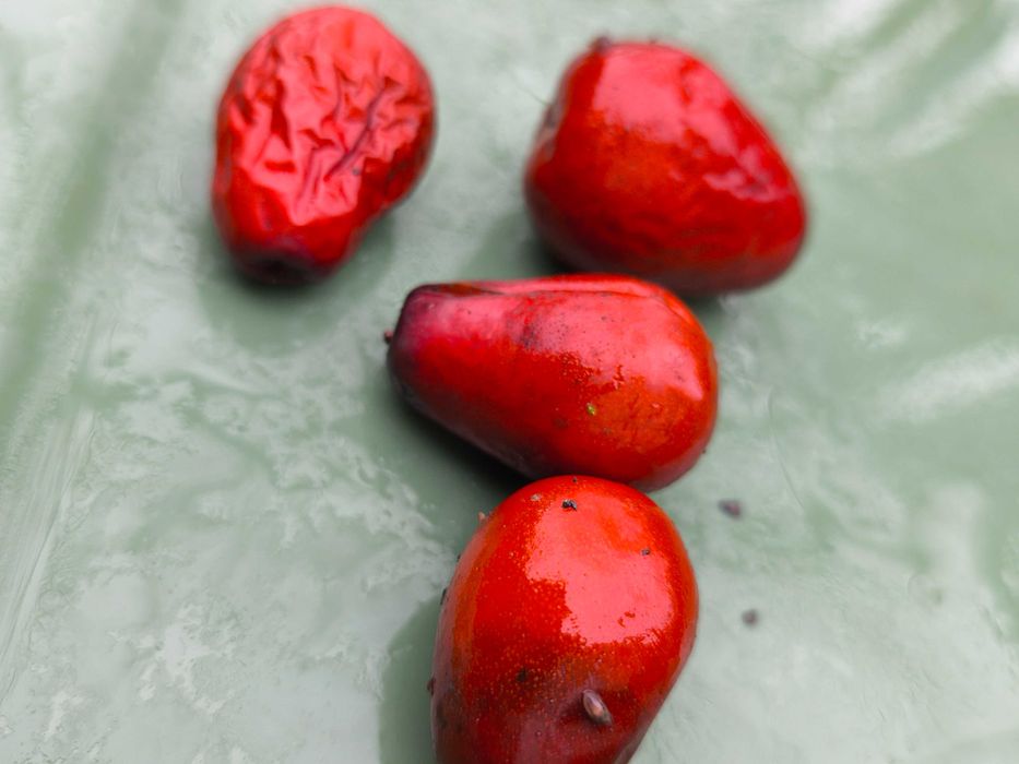 Хинап фиданки  различни височини