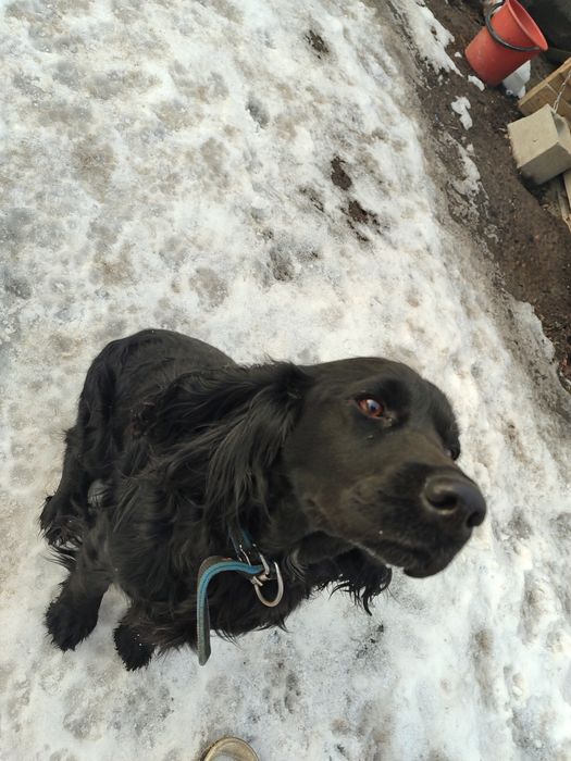 Спаниель щенки продам