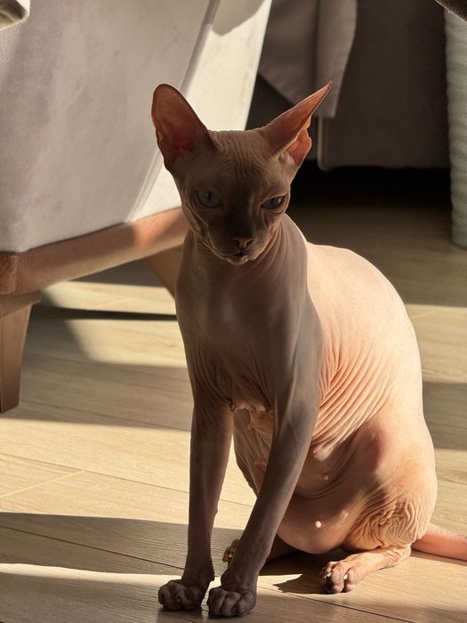 продам котят породы сфинкс