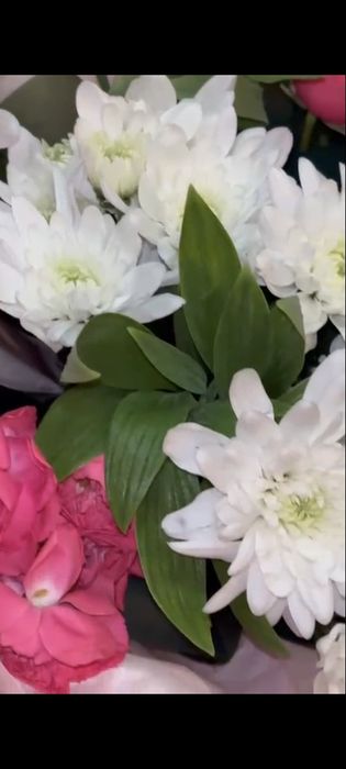 Белый хризантема Цветы свежие