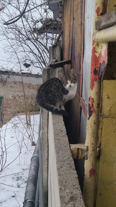 Ofer spre adopție,  cu contract