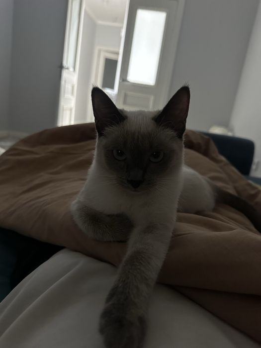 Сиамская кошка девочка