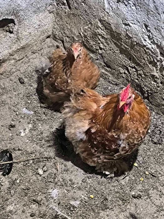 кокошки мини кохини