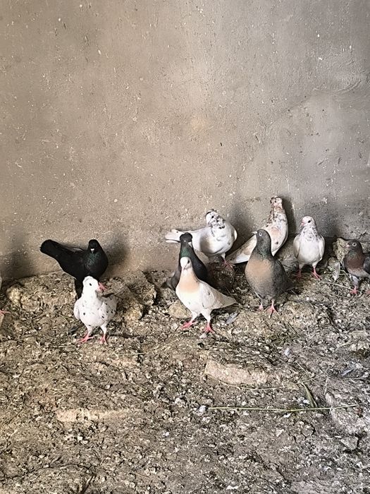 Продаются голуби